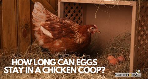how long can eggs stay in the coop during summer